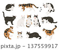 猫のいろいろなポーズのイラストセット 137559917