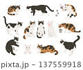 猫のいろいろなポーズのイラストセット 137559918