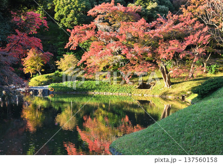 紅葉　小石川後楽園 137560158