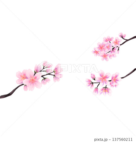 桜 137560211