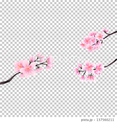 桜 137560211