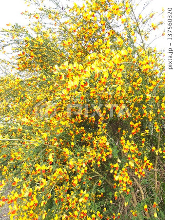 庭を明るくしてくれる蝶形花 春の花エニシダ 庭を明るくしてくれる蝶形花 春の花エニシダ 137560320