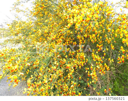 庭を明るくしてくれる蝶形花 春の花エニシダ 庭を明るくしてくれる蝶形花 春の花エニシダ 137560321
