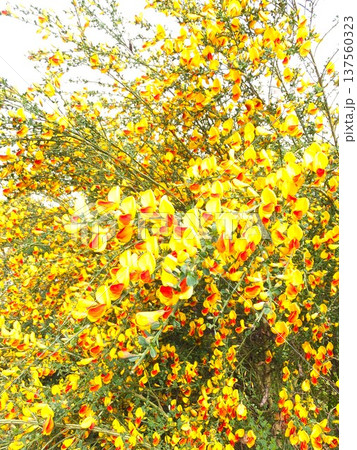 庭を明るくしてくれる蝶形花 春の花エニシダ 庭を明るくしてくれる蝶形花 春の花エニシダ 137560323