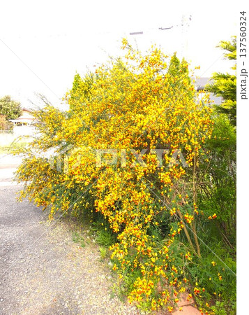 庭を明るくしてくれる蝶形花 春の花エニシダ 庭を明るくしてくれる蝶形花 春の花エニシダ 137560324