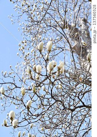 岩槻散歩：曹洞宗 芳林寺　御神木の大白蓮 137560328