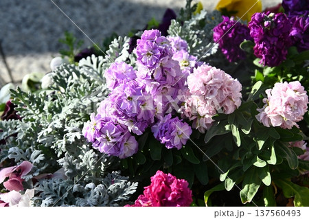 春の花壇に咲くストックの花 春の花壇に咲くストックの花 137560493