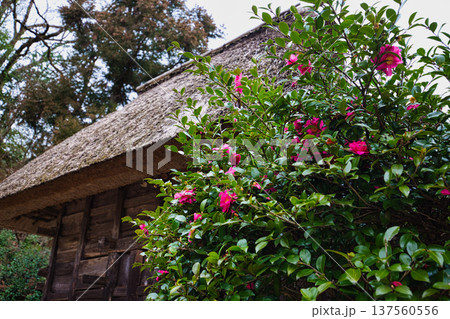 身体も心も温まる古民家園 137560556