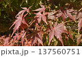 紅葉したモミジ 137560751