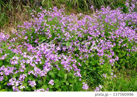 ショカッサイ咲く　【相模原市津久井　4月】 137560996