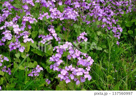 ショカッサイの花 【相模原市津久井 4月】 ショカッサイの花 【相模原市津久井 4月】 137560997