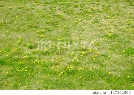 野に咲く黄色いタンポポの花 【相模原市津久井 4月】 野に咲く黄色いタンポポの花 【相模原市津久井 4月】 137561000