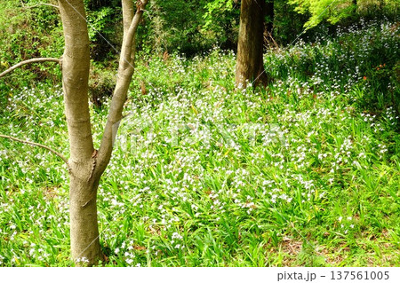 シャガの花咲く　【相模原市津久井　4月】 137561005