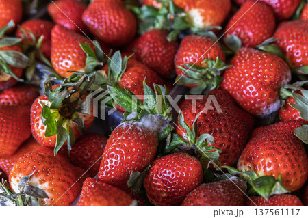 Close-up of red strawberries with white mold spots showing clear signs of spoilage and risk. 137561117