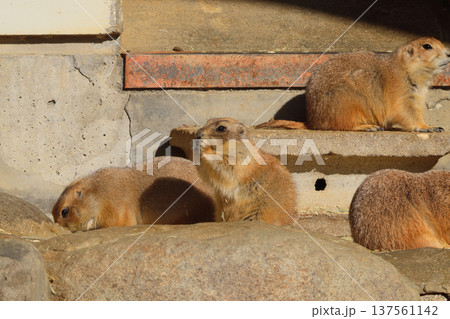 オグロプレイリードッグ（動物園） 137561142