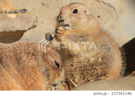オグロプレイリードッグ（動物園） 137561146