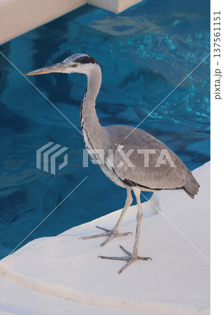 動物園に飛来したアオサギ 137561151