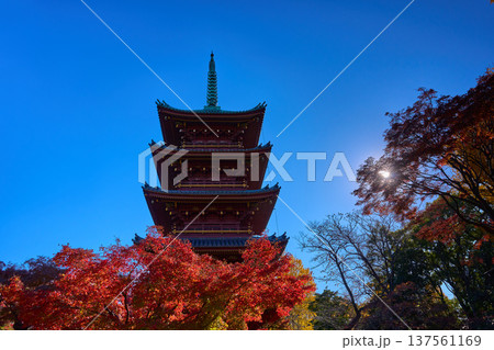 東京都台東区 上野公園内の五重塔と紅葉 東京都台東区 上野公園内の五重塔と紅葉 137561169