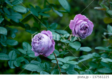 薔薇の花 137561225