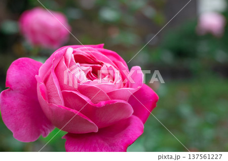 薔薇の花 薔薇の花 137561227