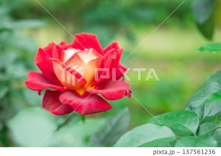 薔薇の花 薔薇の花 137561236
