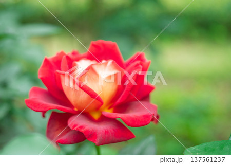 薔薇の花 薔薇の花 137561237