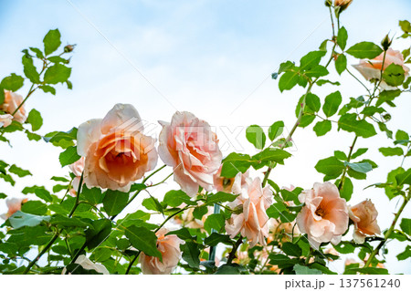 薔薇の花 薔薇の花 137561240