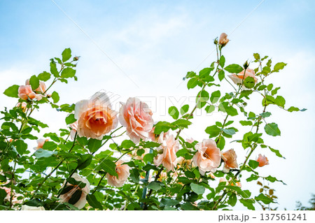 薔薇の花 137561241