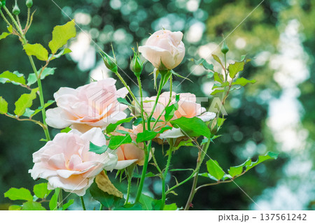 薔薇の花 薔薇の花 137561242