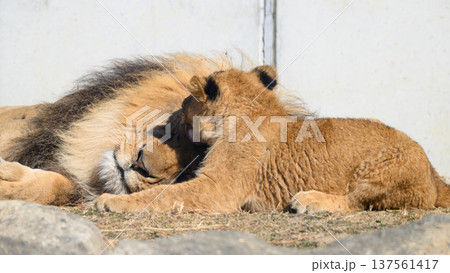 父の毛づくろいをするライオンの子 137561417