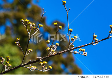 春まじかの味真野苑 137561446