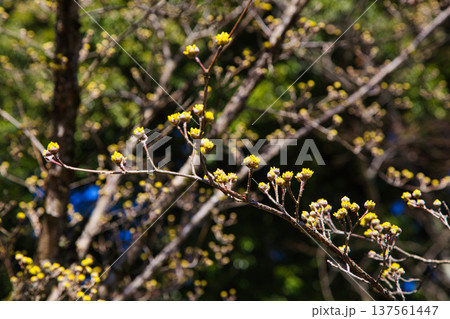春まじかの味真野苑 137561447