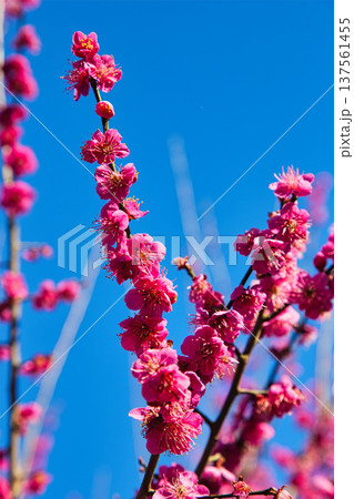 春まじかの味真野苑 137561455