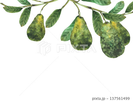 Watercolor avocado tree branch with fruit and green leaves rectangular frame. Ripe avocados hangs on plant twig. Hand drawn botanical illustration isolated from background for vegetable food, label. 137561499