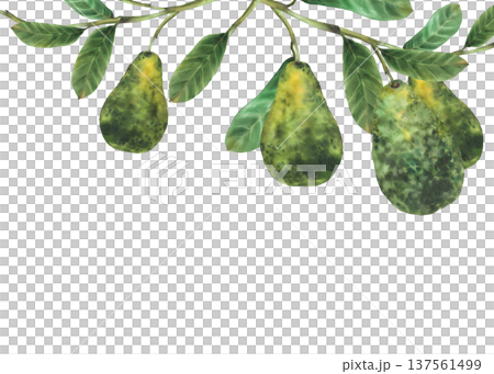 Watercolor avocado tree branch with fruit and green leaves rectangular frame. Ripe avocados hangs on plant twig. Hand drawn botanical illustration isolated from background for vegetable food, label. 137561499