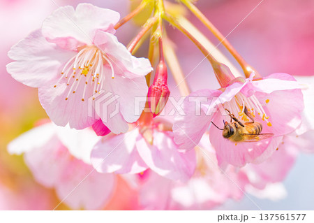 河津桜の蜜を吸うセイヨウミツバチ 137561577