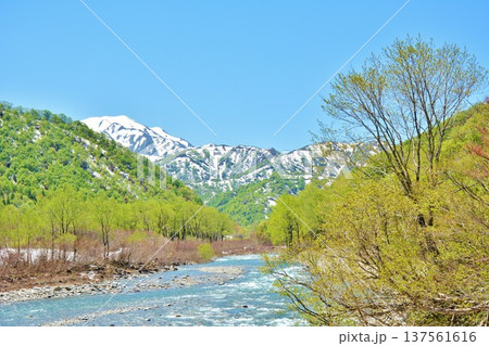 早春ブナ新緑の新潟県魚沼市奥只見銀山平北ノ又川・残雪の雪山風景　 137561616