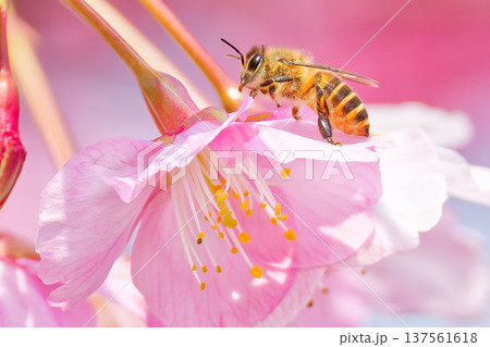 河津桜に寄って来るセイヨウミツバチ 137561618