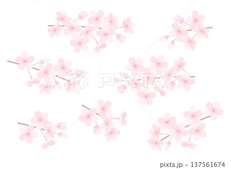 桜の枝セット 桜の枝セット 137561674