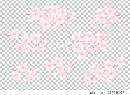 桜の枝セット 桜の枝セット 137561674