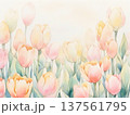 水彩で描いたチューリップのイラスト5 137561795