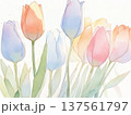 水彩で描いたチューリップのイラスト3 137561797