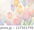水彩で描いたチューリップのイラスト1 137561799