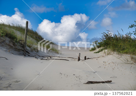 Sunlit Sand Dunes Beach Path With Driftwood, Grasses and Blue Sky Clouds over Coastal Landscape Sunlit Sand Dunes Beach Path With Driftwood, Grasses and Blue Sky Clouds over Coastal Landscape 137562021