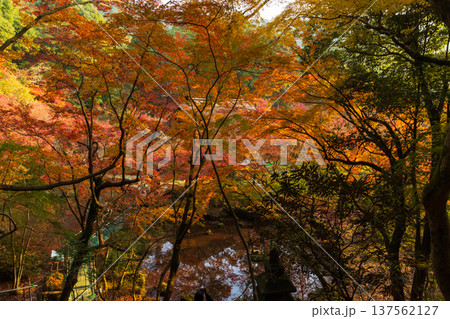 秋の佐賀県神埼市　紅葉の九年庵 137562127