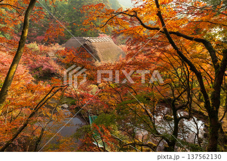 秋の佐賀県神埼市　紅葉の九年庵 137562130