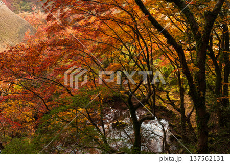 秋の佐賀県神埼市 紅葉の九年庵 秋の佐賀県神埼市 紅葉の九年庵 137562131