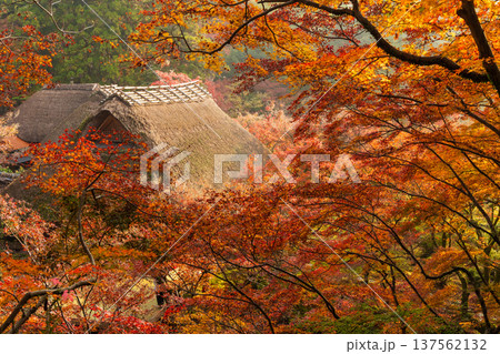 秋の佐賀県神埼市　紅葉の九年庵 137562132