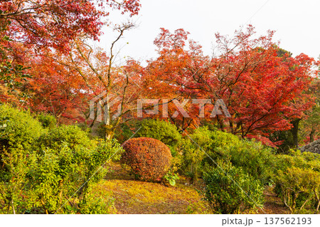 秋の佐賀県神埼市 紅葉の九年庵 秋の佐賀県神埼市 紅葉の九年庵 137562193