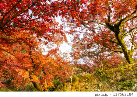 秋の佐賀県神埼市　紅葉の九年庵 137562194